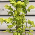Brest holandský (Ulmus hollandica) ´WREDEI´  - výška 60-80 cm, kont. C5L 